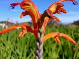 Chasmanthe aethiopica flowers